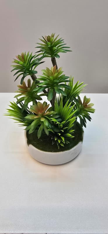 Image of Succulent Garden Arrangement.” 🌿